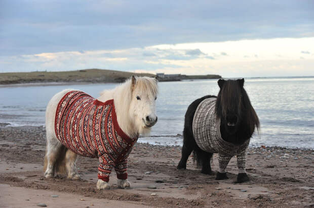 Shetlandskie_poni_odeli_svitera5