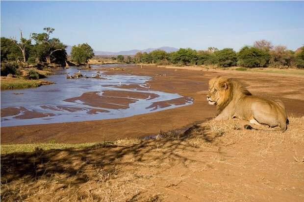 Львы (лат. Panthera leo) (англ. Lions)