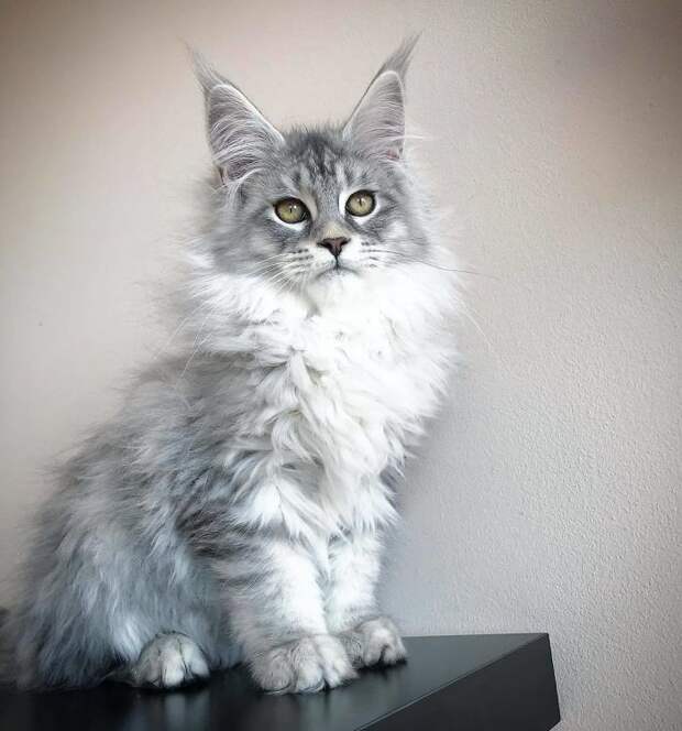 50 котят породы мейн-кун, которые ещё только ждут своего взросления