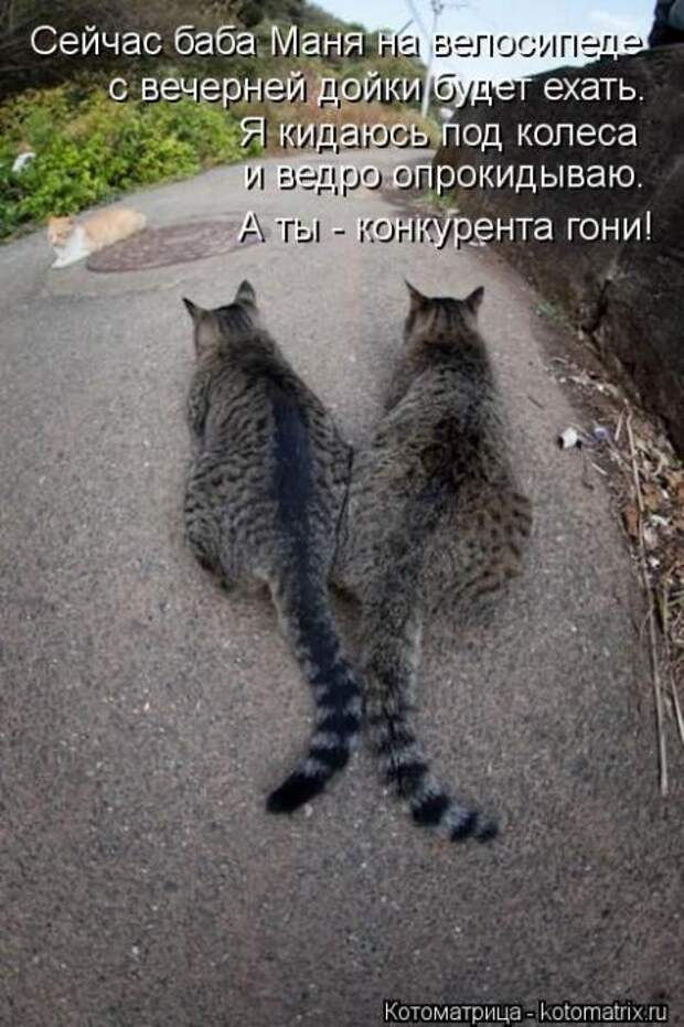 Котоматрицы (картинки с надписями)