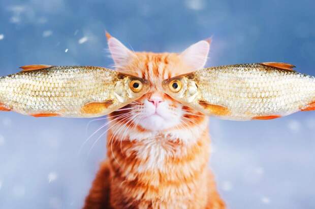 5 распространенных мифов о кошках