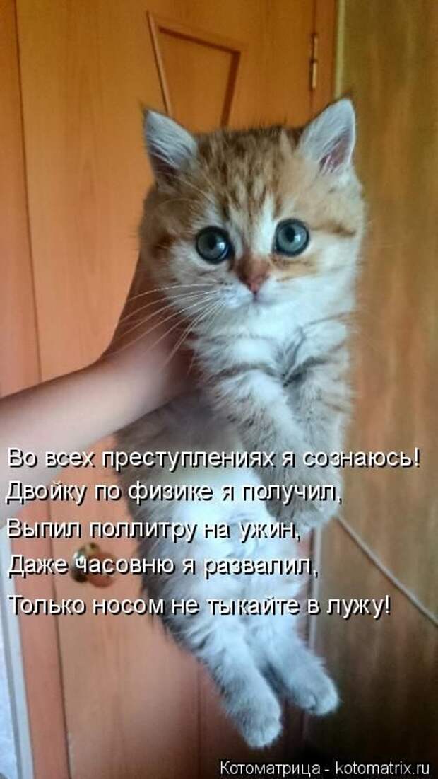 Лучшие котоматрицы недели
