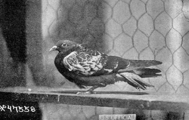 cher-ami-war-pigeon-610x390