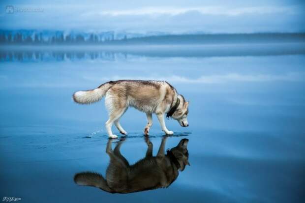 Сибирские хаски на озере (30 фотографий)