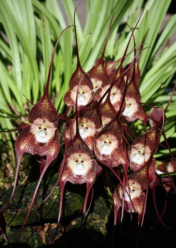 Накануне наступления Года Обезьяны в Японии устроили выставку обезьяньих орхидей