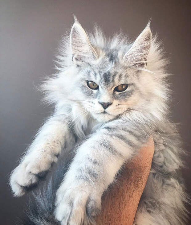 50 котят породы мейн-кун, которые ещё только ждут своего взросления