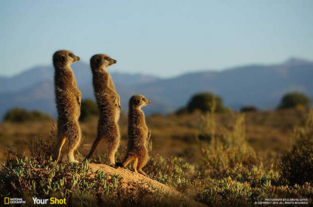 Лучшие снимки National Geographic 2015