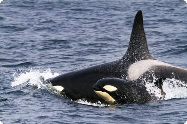 Косатки (лат. Orcinus orca)