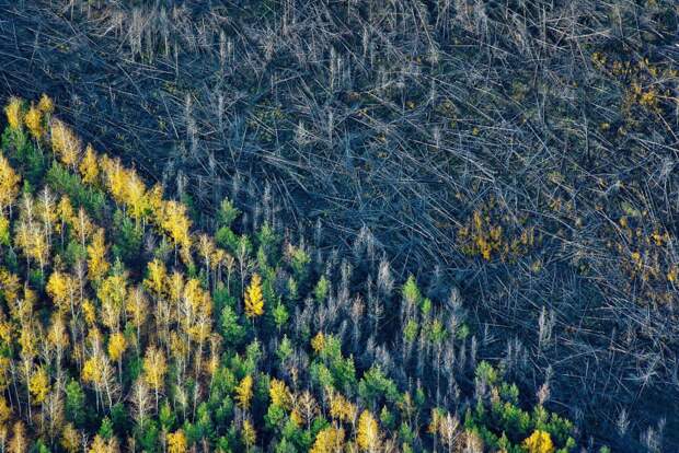 Вырубка леса в Воронежской области