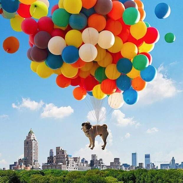 Собака на шариках