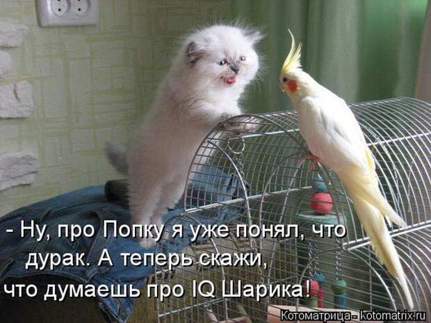 Лучшие котоматрицы недели (50 фото)