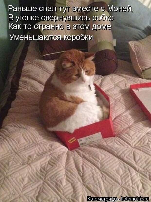 Лучшие котоматрицы недели (50 фото)
