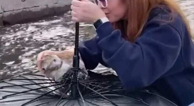 Девушки в Петербурге вытащили тонущего котенка из канала с помощью зонта