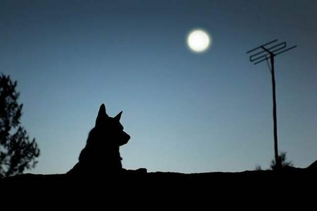 Почему собаки воют на Луну? волк, вопросы, домашние животные, животные, ответы, собаки, факты, шарик