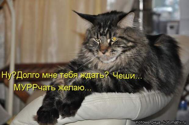 Лучшие котоматрицы недели Лучшие котоматрицы недели