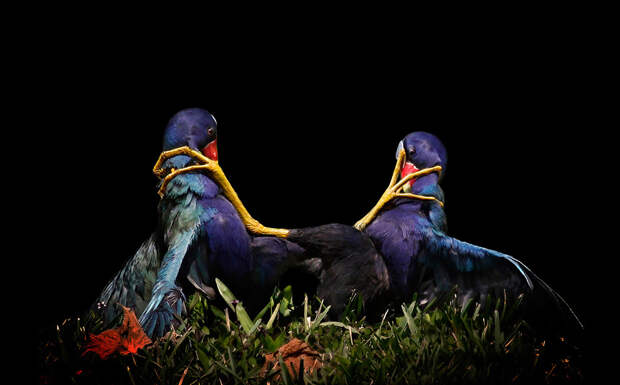 Победители птичьего  конкурса Audubon  Photography Awards  2015