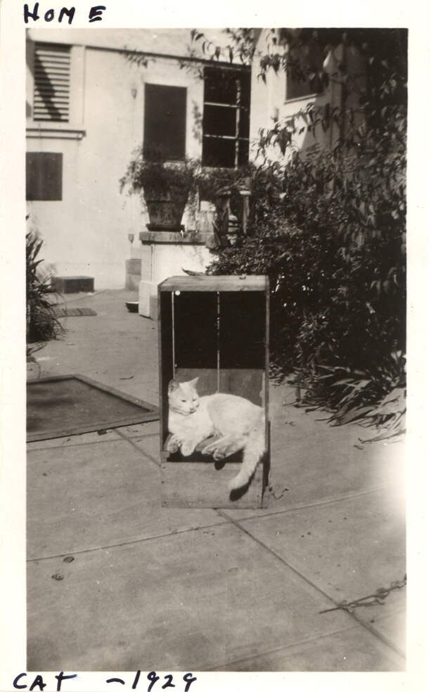 Ретро-фотографии котов 20-х годов прошлого века
