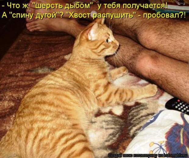 Котоматрицы (картинки с надписями)