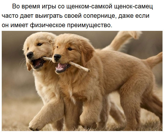 Милые факты (26 фото) Милые факты (26 фото)
