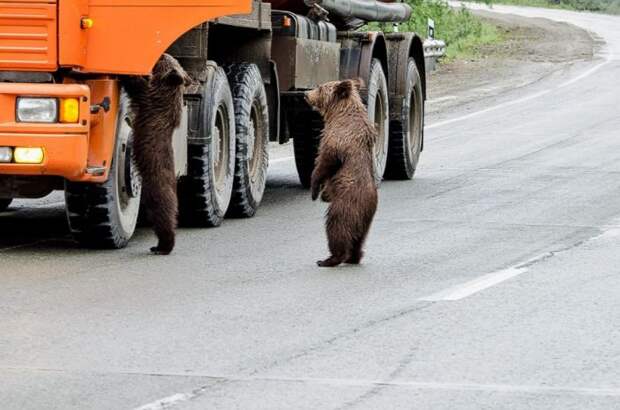 Не кормите медведей! кормление, медведь, случай