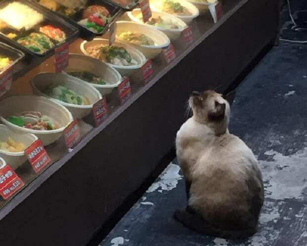 Утро начинается не с кофе. А с кормежки голодного кота коты, фото