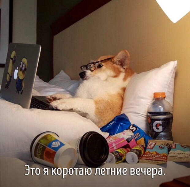 животные ведут себя как люди 