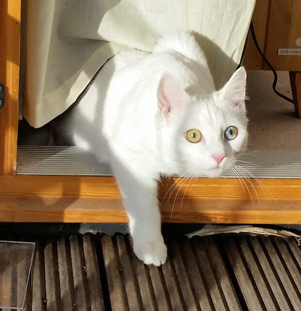 Целая Вселенная в глазах кошки гетерохромия, глаза, кот