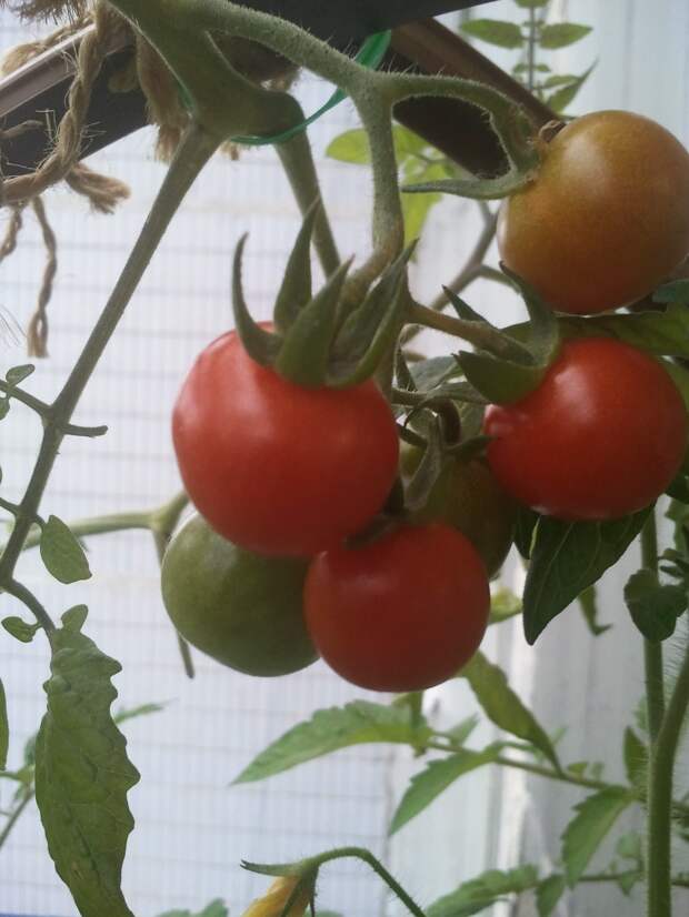 Мой балконный огород своими руками, сделай сам