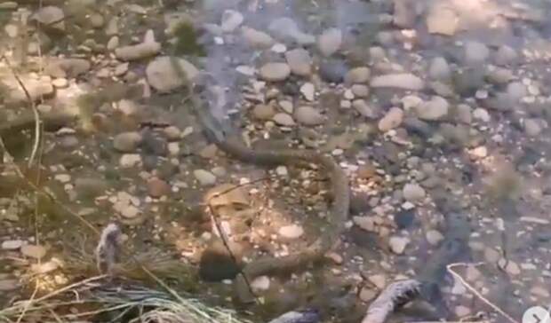 Опасных змей обнаружили отдыхающие на озере Пятигорска