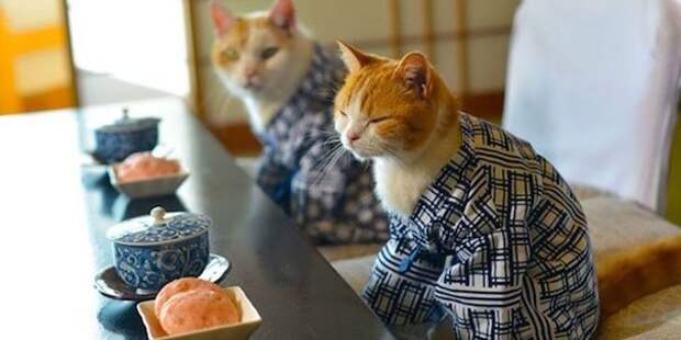 коты в кимоно, Япония