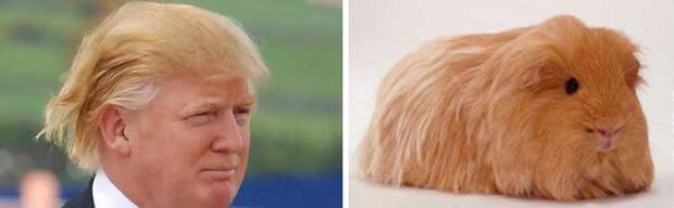 15 вещей, похожих на Дональда Трампа