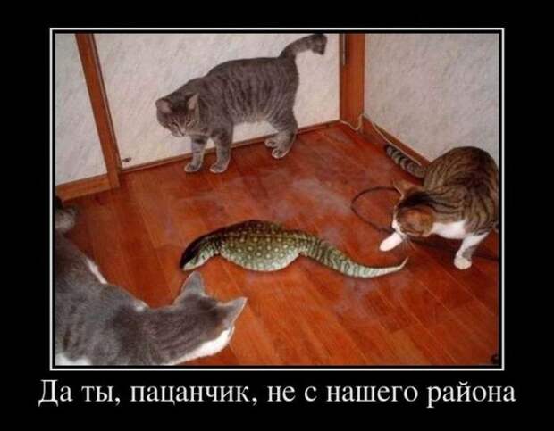 Демотиваторы (30 фото)