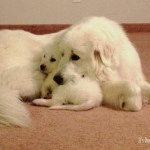 Great Pyrenees