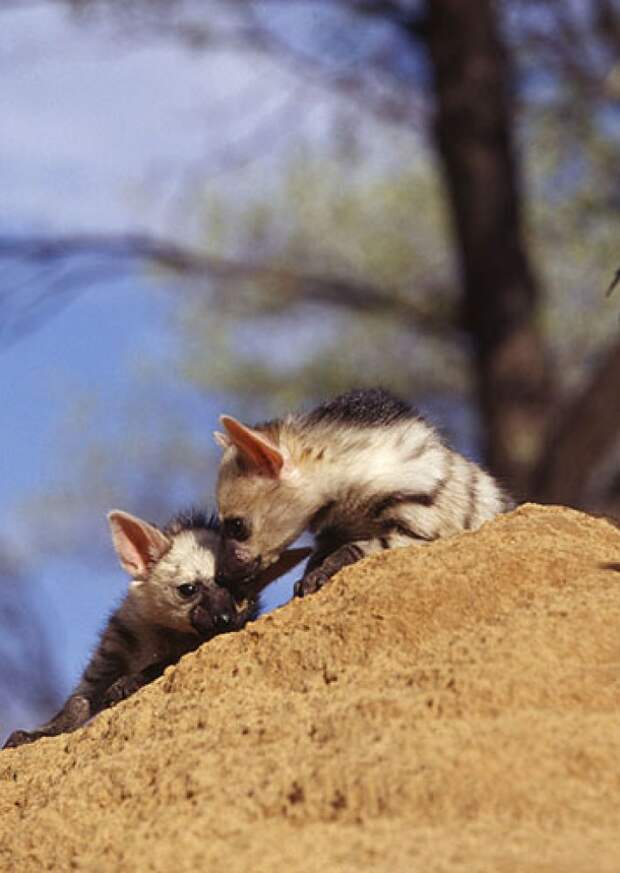 aardwolf, земляной волк