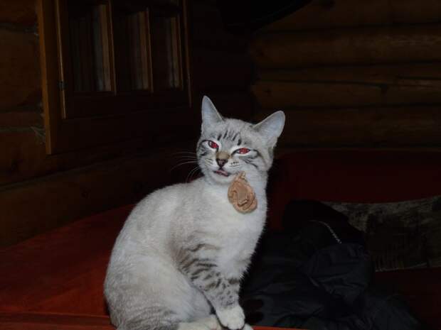 20.  животные, коты