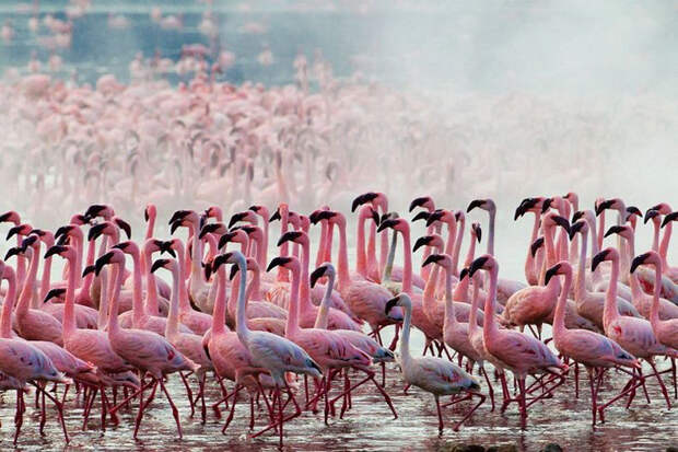 thousandsofflamingo 1 Тысячи розовых фламинго на озере Накуру