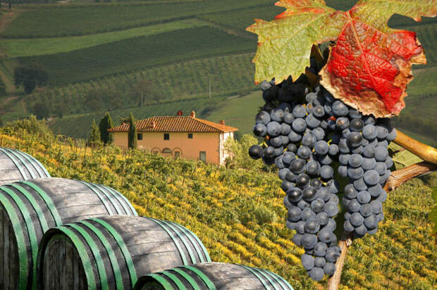 В Тоскане в семидесятые годы прошлого столетия стали появляться виноделы, которые решили изготавливать напиток из винограда бордоских сортов / Фото: wineaxe.ru