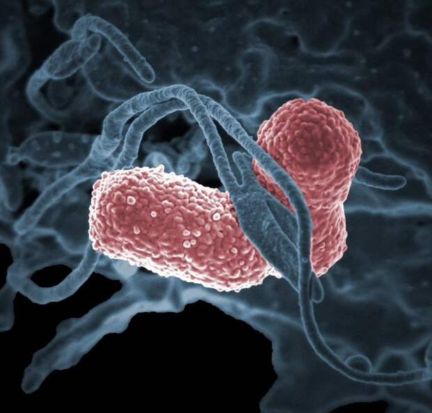 Опьянение изнутри