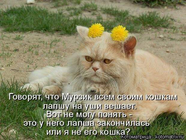 Котоматрица: Говорят, что Мурзик всем своим кошкам лапшу на уши вешает. Вот не могу понять -  это у него лапша закончилась  или я не его кошка?