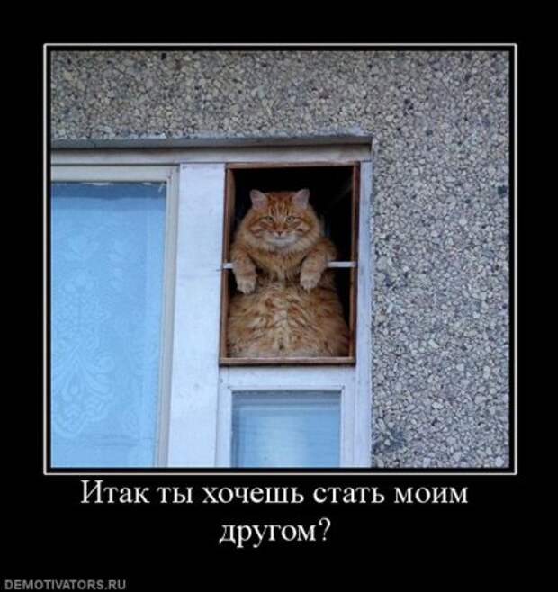 Демотиваторы про котэ, почти как котоматрицы!