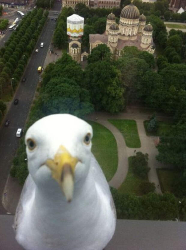 Селфи животных