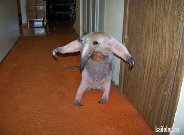 Необычные домашние животные (55 фото) Необычные домашние животные (55 фото)