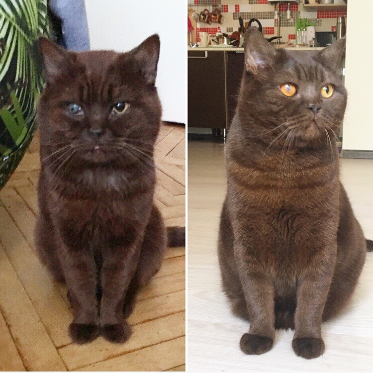 кот