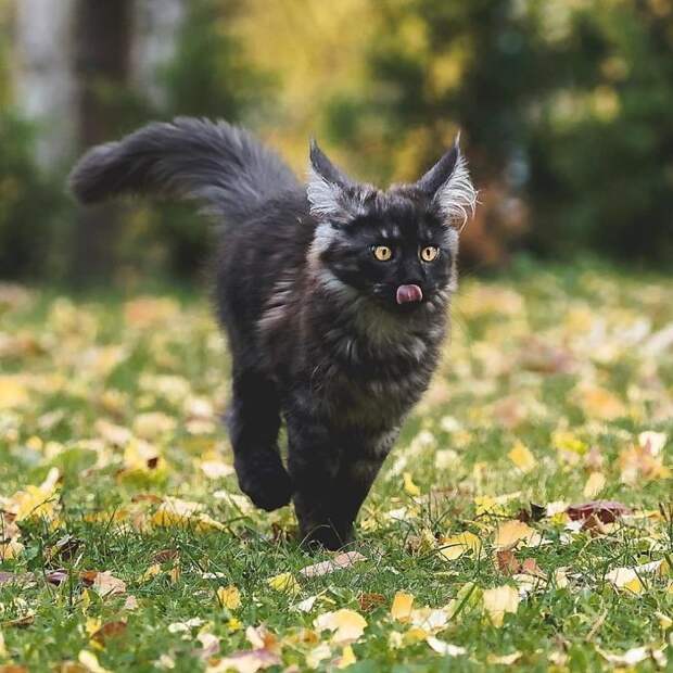 50 котят породы мейн-кун, которые ещё только ждут своего взросления