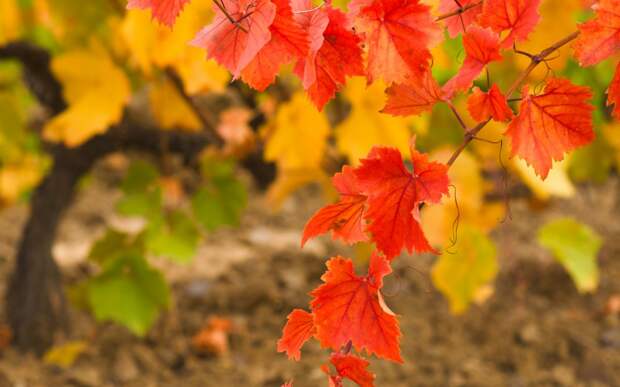 Виноградная лоза осенью