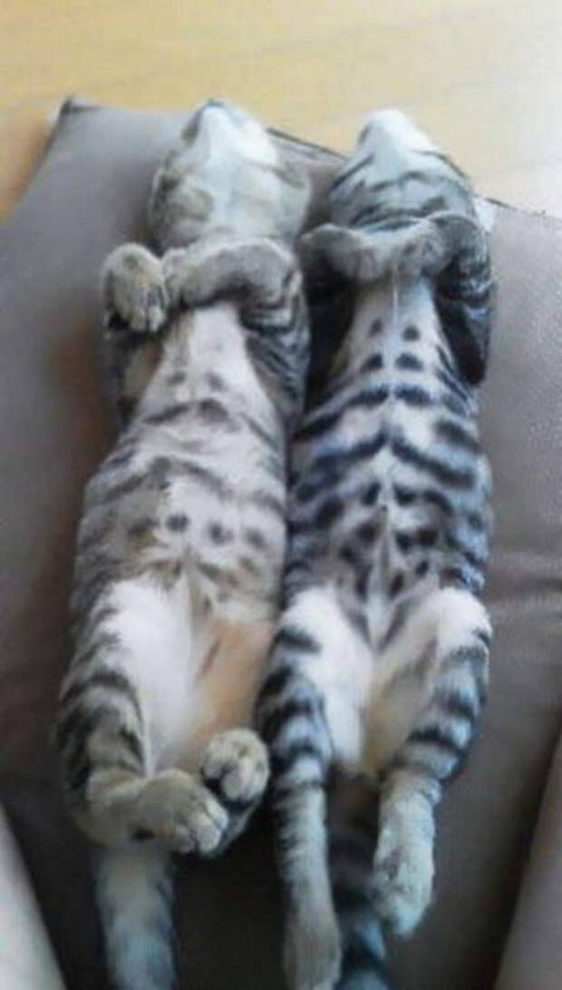зеркальные коты повторюхи (7)