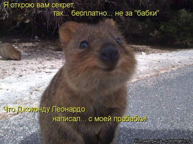 Котоматрицы(картинки с надписями)