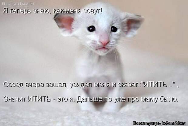 Котоматрица на Бугаге (28 фото)