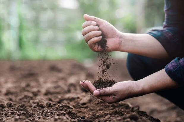 Биолог Ноздрина: снежная зима может привести к нашествию вредителей на даче