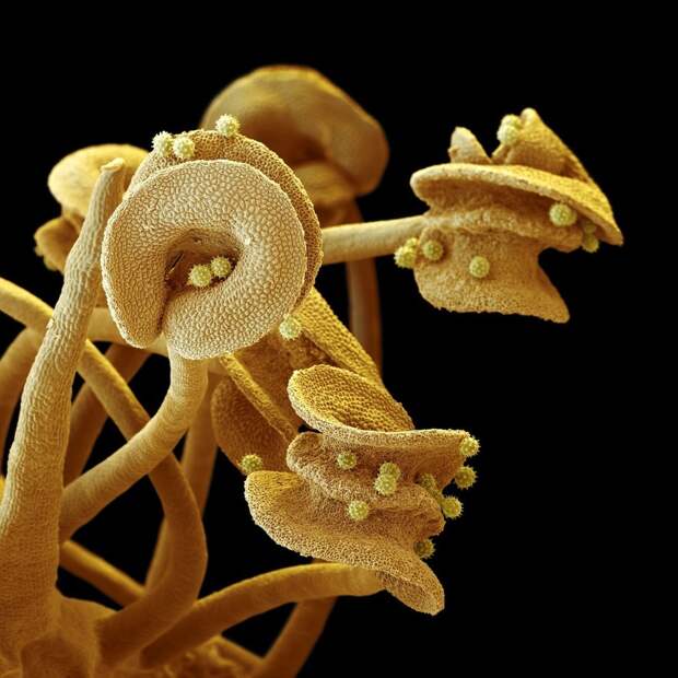 Цветы под микроскопом под микроскопом, цветы